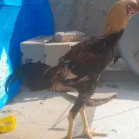 جوجه خروس لاری