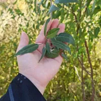 نهال بادام درختی