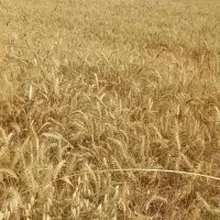 اجاره هفت هکتار زمین قطره بارانی میان دربند