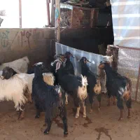 بزغاله ماده بتونی