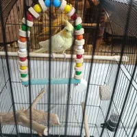 عروس هلندی ماده زرد یک دست