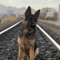 سگ ژرمن تربیت شده رکس