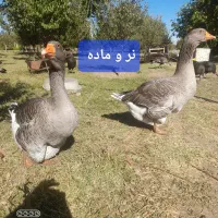 قاز تولوز فرانسه|حیوانات مزرعه|ارومیه, |دیوار