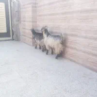 دو راَس بیگ نر چاق ایلاقی|حیوانات مزرعه|مسجد سلیمان, |دیوار