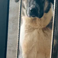 ماده سگ پژدر