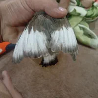 سهره|پرنده|شیراز, شهرک کوشکک|دیوار