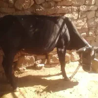 گاو دورگ ۵ ماه ابسته