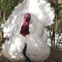 بوقلمون بیوتی فقط۳۱۰