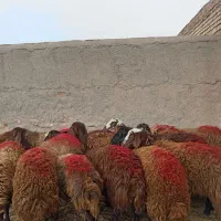 گوسفند بره ماده پشم کهنه افشار قلمدار 15عدد