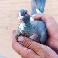 نرماده پلنک|حیوانات|رفسنجان, |دیوار