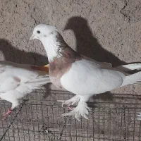 کفتر طوقی هفرنگ کاکلی سبز پاپر ۲عدد