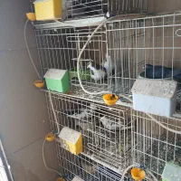 قفس جوجه گیری ۷۵ سانتی|لوازم جانبی حیوانات|باوی, |دیوار