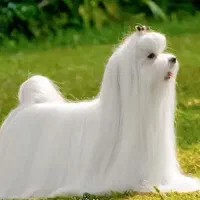 سگ مالتیز توی واقعی پدر مادر وارداتی اورجینال