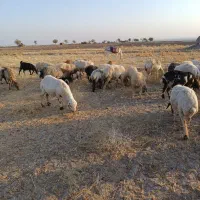 ۸راس میش دوباره ابستن با ۸راس بره