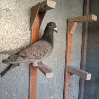 پرنده طاووسی  نر