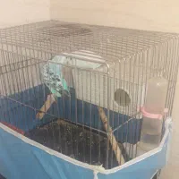 مرغ عشق خوشکل|پرنده|شوشتر, |دیوار