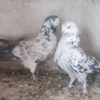 نرو ماده دهن جور|پرنده|کاشان, لتحر|دیوار