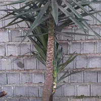 گل آپارتمانی توکا