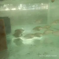 ماهی گیاه‌خوار اکواریومی|ماهی|نیشابور, دارایی|دیوار