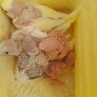 جوجه مرغ عشق سرلاکی