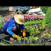 فضای سبز و باغبانی