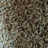 فروش 200کیلو گندم سرداری