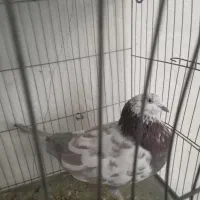 فروش ۴ کبوتر