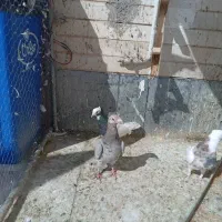 کبوتر|پرنده|فسا, |دیوار