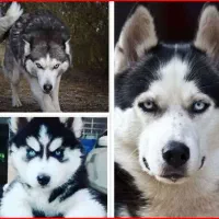 مرکز پرورش سگ های هاسکی و میکس در شمال شرق کشور