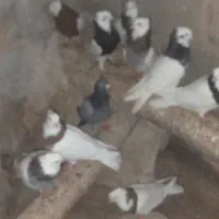 طوقی|پرنده|بستان آباد, |دیوار