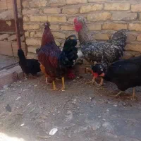 مرغ و خروس