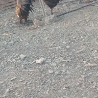مرغ و خروس محلی
