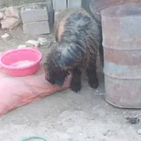 بره قوچی بختیاری|حیوانات مزرعه|بلداجی, |دیوار