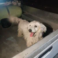 سگ پاکوتاه گمشده|حیوانات|تهران, زنجان جنوبی|دیوار