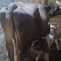 گاو تازه ۶روز زایده|حیوانات مزرعه|تکاب, |دیوار