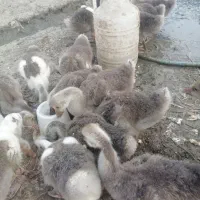 فروش جوجه غاز
