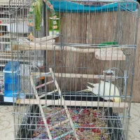 عروس هلندی|پرنده|قم, چهار مردان|دیوار