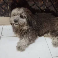 سگ آ
