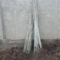 نهال صنوبرنیگرا ترکیه