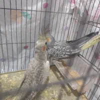 عروس هلندی گل باقالی|پرنده|الوند, |دیوار