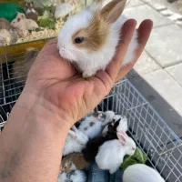 مینی خرگوش|موش و خرگوش|کرمانشاه, |دیوار