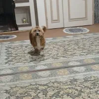 پا کوتاه نژاد جفری،،نر