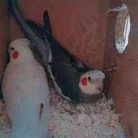 یه جفت عروس هلندی نر و ماده .|پرنده|قم, پردیسان|دیوار