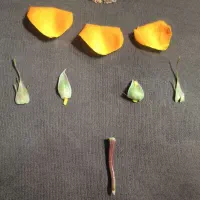 بلیط استخر فقط برای امروز