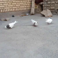 کفتر طوقی جفت|پرنده|تربت جام, میان جام|دیوار