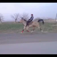 مادیون یورقه سرعت بالا