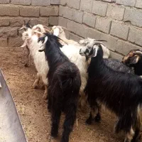 5عدد بز داشتی