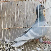 کبوتر الماسی خط سفید نر|پرنده|فراشبند, |دیوار