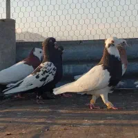 کفتر بهبهانی