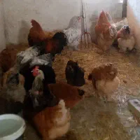 تخم نطفه دار مرغ برهما